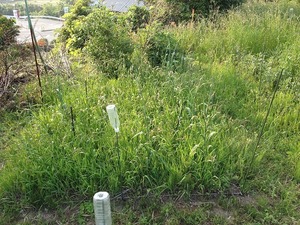 jjN2018.5.17.jpg