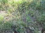 ネギ2012.4.27.jpg