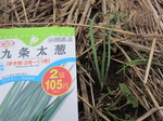 ネギ植え替え2011.11.18.jpg