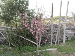 ネクタリン2013.3.30.jpg