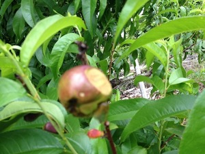 ネクタリン虫食い2017.5.26.jpg