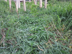 ピーマン2012.8.21.jpg