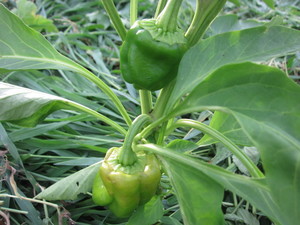 ピーマン実2012.8.21.jpg