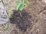 ブラッドオレンジ植えた2012.4.4.jpg
