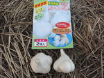 ホワイト六片2011.9.12.jpg