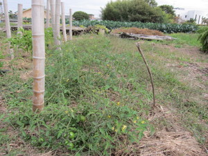 ミニトマト2012.11.3.jpg