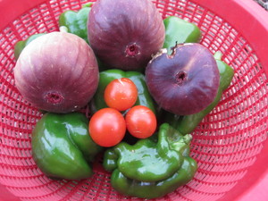 ミニトマト収穫2012.11.3.jpg