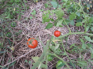 ミニトマト完熟2012.11.3.jpg