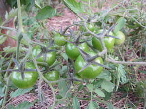 ミニトマト青実2012.11.3.jpg