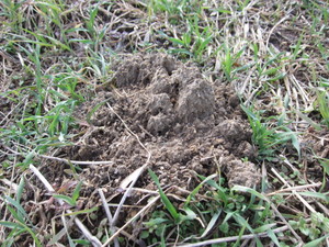 モグラ塚2013.1.17.jpg