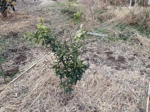 モロ2018.1.27.jpg