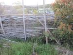 ラフランス2012.4.14.jpg