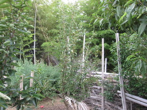 ラフランス2013.8.31.jpg
