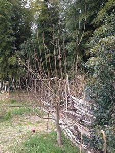 ラフランス2017.2.22.jpg