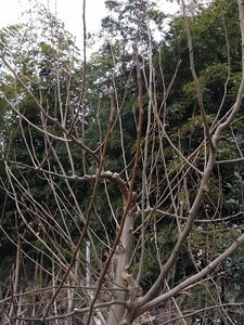 ラフランス枝2017.2.22.jpg