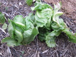 レタス収穫2011.7.12.jpg