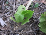 レタス生長途中2011.7.12.jpg