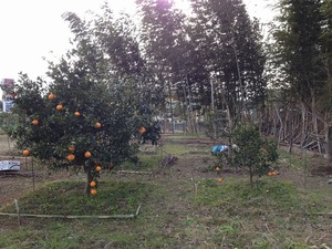 不知火2020.2.5.jpg