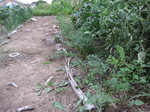 人参2011.8.1.jpg