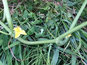 加賀太花2018.7.14.jpg