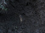 地下茎2012.4.4.jpg
