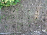 大根2010.10.13.JPG