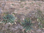 大根2012.2.11.jpg