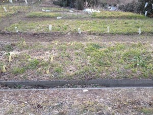 大根2018.2.5.jpg
