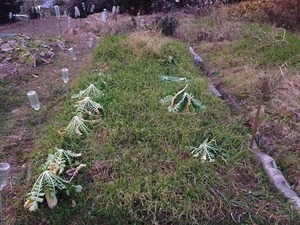 大根ス入り対策2019.116.jpg