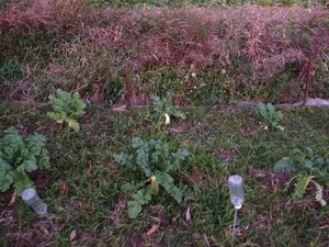宮重大根2019.12.16.jpg