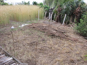 山菜ゾーン予定地2013.6.6.jpg