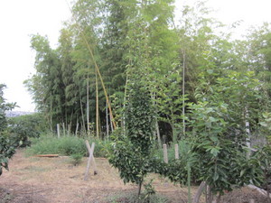 愛宕2013.8.31.jpg