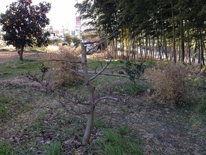 愛宕2017.2.21.jpg