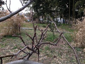 愛宕枝2017.2.22.jpg