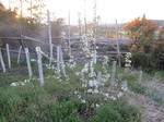 愛宕梨2012.4.14.jpg