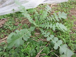時なし大根2011.11.9.jpg