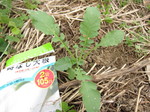 時なし大根幼株2011.11.9.jpg