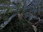 時無し大根2011.12.9.jpg