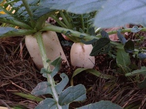 時無し大根2019.12.29.jpg