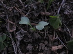 時無し大根幼株2011.12.9.jpg