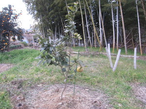晩白柚2013.3.2.jpg