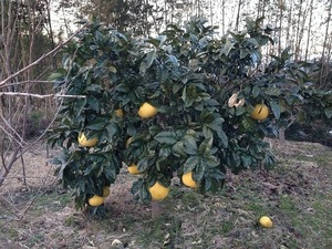 晩白柚2017.12.30.jpg