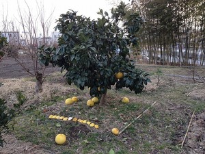 晩白柚2018.3.1.jpg