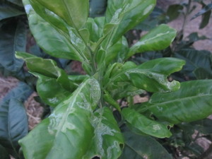 晩白柚葉っぱ2012.9.7.jpg