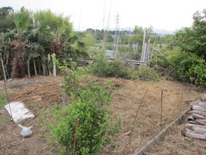 未開拓地2013.6.6.jpg