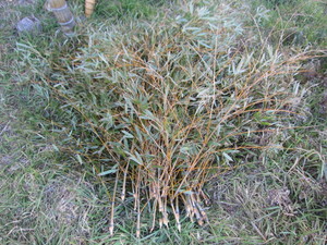 枝2013.2.11.jpg