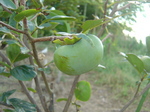 柿の実2010.9.1.JPG