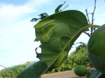 柿の葉に毛虫2010.9.1.JPG