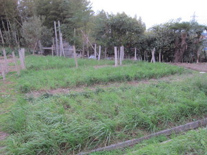 根野菜ゾーン2013.10.30.jpg