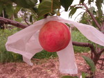 桃果実2011.7.22.jpg